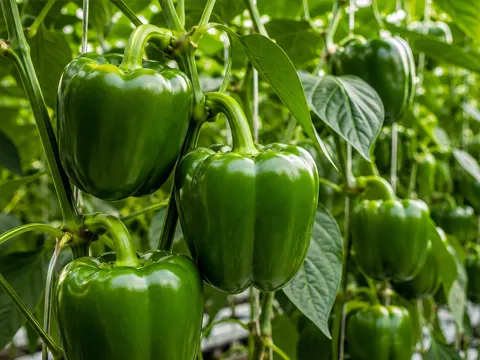 Noorland-paprika-480x360.webp